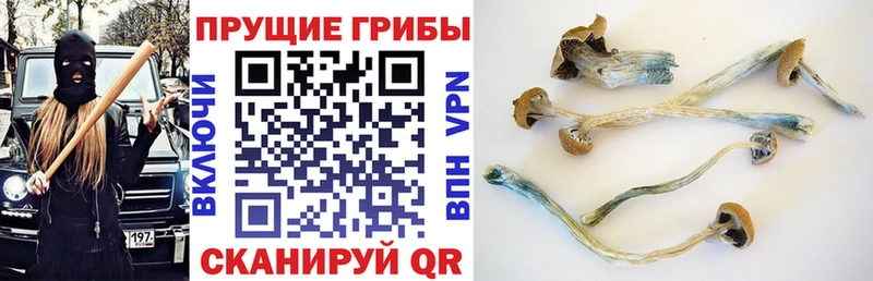 Псилоцибиновые грибы Psilocybine cubensis  Тимашёвск 